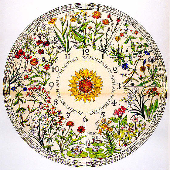 The Flower Clock